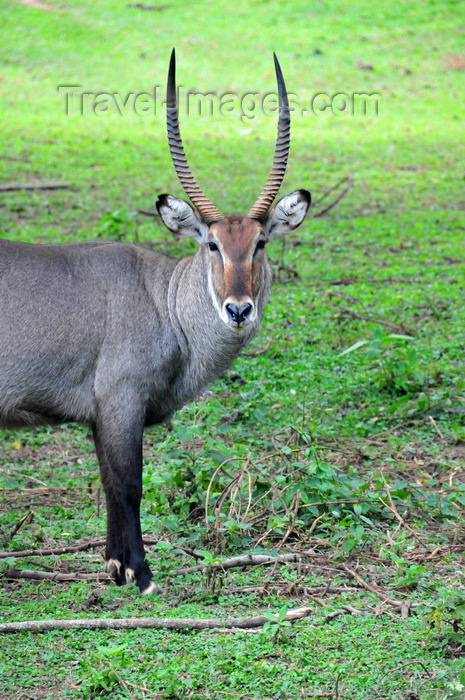 uganda196: Entebbe, Wakiso District, Uganda: male waterbuck staring - large horned antelope (Kobus ellipsiprymnus) - photo by M.Torres - (c) Travel-Images.com - Stock Photography agency - Image Bank