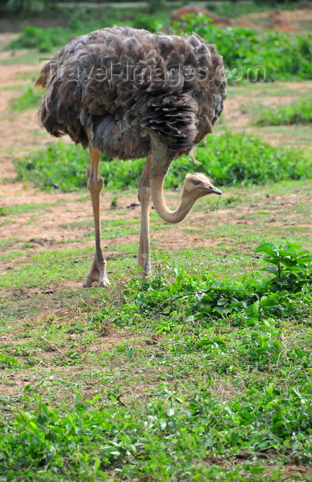 uganda197: Entebbe, Wakiso District, Uganda: adult female ostrich walking (Struthio camelus) - photo by M.Torres - (c) Travel-Images.com - Stock Photography agency - Image Bank