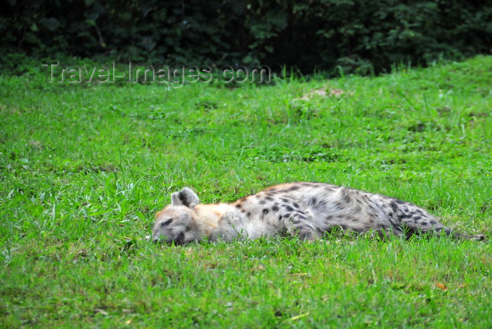 uganda198: Entebbe, Wakiso District, Uganda: spotted hyena (Crocuta crocuta) resting - photo by M.Torres - (c) Travel-Images.com - Stock Photography agency - Image Bank