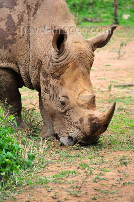 uganda199: Entebbe, Wakiso District, Uganda: northern white rhinoceros (Ceratotherium simum cottoni) - head detail - photo by M.Torres - (c) Travel-Images.com - Stock Photography agency - Image Bank