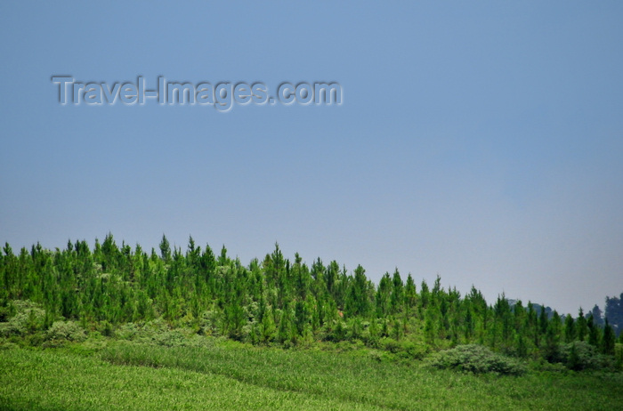 uganda20: Lugazi, Buikwe District, Uganda: some forest still grows above the limit of the sugar cane plantations - deforestation of Africa for cash crops - photo by M.Torres - (c) Travel-Images.com - Stock Photography agency - Image Bank