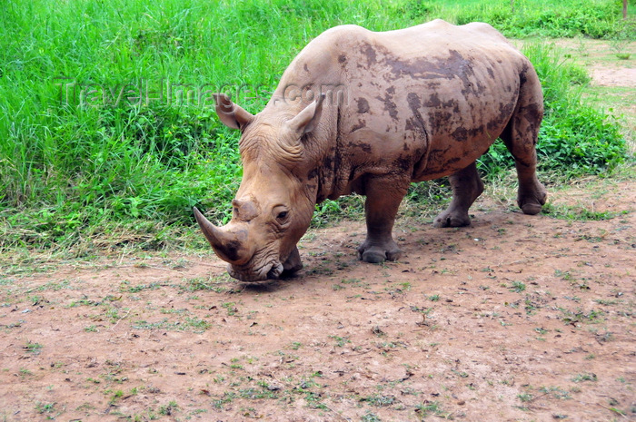 uganda200: Entebbe, Wakiso District, Uganda: northern white rhinoceros (Ceratotherium simum cottoni) - photo by M.Torres - (c) Travel-Images.com - Stock Photography agency - Image Bank