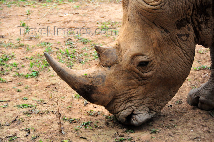 uganda201: Entebbe, Wakiso District, Uganda: northern white rhinoceros, the horn (Ceratotherium simum cottoni) - photo by M.Torres - (c) Travel-Images.com - Stock Photography agency - Image Bank