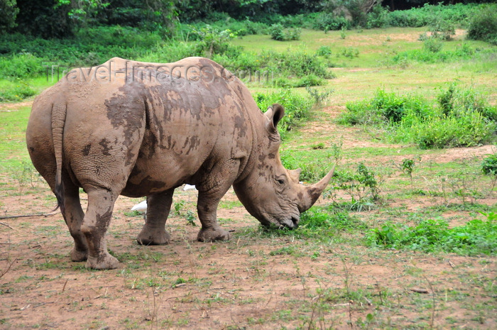 uganda202: Entebbe, Wakiso District, Uganda: northern white rhinoceros grazing (Ceratotherium simum cottoni) - photo by M.Torres - (c) Travel-Images.com - Stock Photography agency - Image Bank