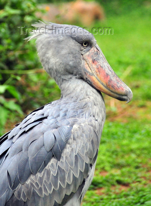 uganda203: Entebbe, Wakiso District, Uganda: shoebill - (Balaeniceps rex) - photo by M.Torres - (c) Travel-Images.com - Stock Photography agency - Image Bank