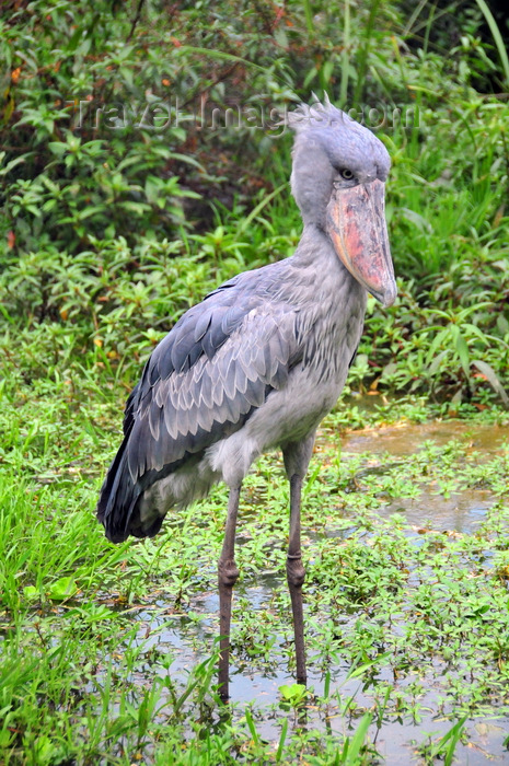 uganda204: Entebbe, Wakiso District, Uganda: shoebill on a swamp - (Balaeniceps rex) - photo by M.Torres - (c) Travel-Images.com - Stock Photography agency - Image Bank