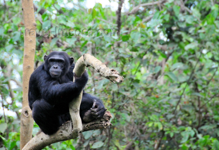 uganda205: Entebbe, Wakiso District, Uganda: Common chimpanzee on a tree branch (Pan troglodytes) - photo by M.Torres - (c) Travel-Images.com - Stock Photography agency - Image Bank