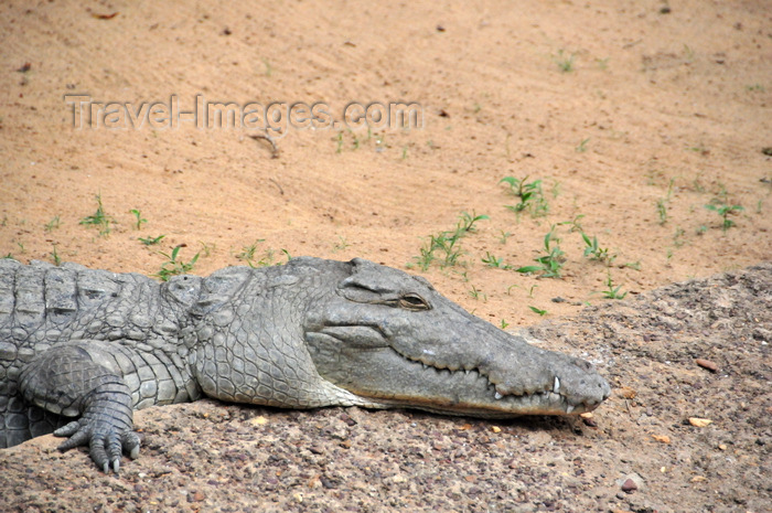 uganda206: Entebbe, Wakiso District, Uganda: Nile crocodile (Crocodylus niloticus) resting - photo by M.Torres - (c) Travel-Images.com - Stock Photography agency - Image Bank