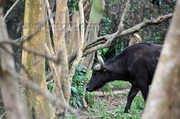 uganda207: Entebbe, Wakiso District, Uganda: African buffalo aka Cape buffalo amid the trees (Syncerus caffer) - photo by M.Torres - (c) Travel-Images.com - Stock Photography agency - Image Bank