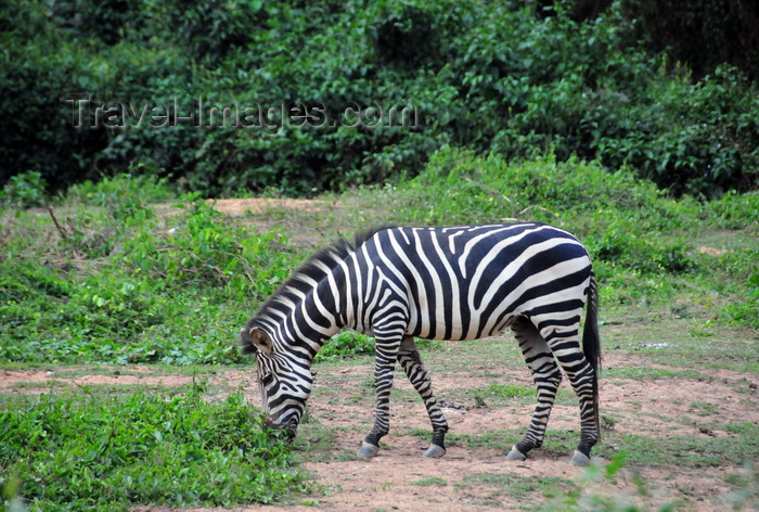 uganda208: Entebbe, Wakiso District, Uganda: plains zebra (Equus quagga, formerly Equus burchellii), aka common zebra or Burchell's zebra - photo by M.Torres - (c) Travel-Images.com - Stock Photography agency - Image Bank