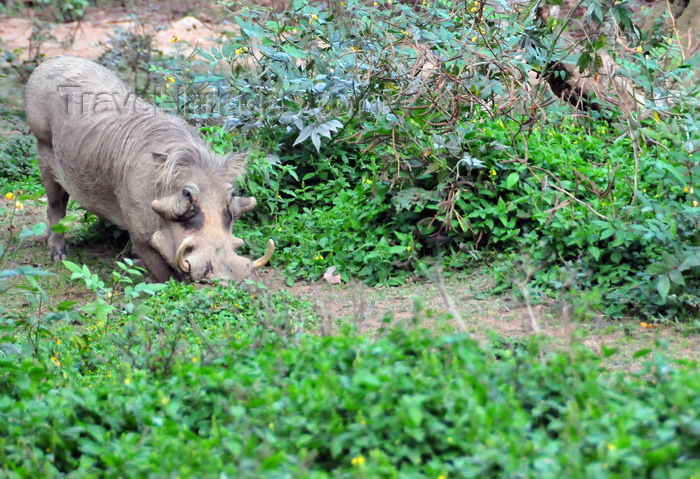 uganda209: Entebbe, Wakiso District, Uganda: common warthog (Phacochoerus africanus) - photo by M.Torres - (c) Travel-Images.com - Stock Photography agency - Image Bank