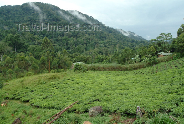 uganda23: Uganda - Kabarole District - south-west Uganda - Ugandan tea fields - tea plantations (photo by Jordan Banks) - (c) Travel-Images.com - Stock Photography agency - Image Bank