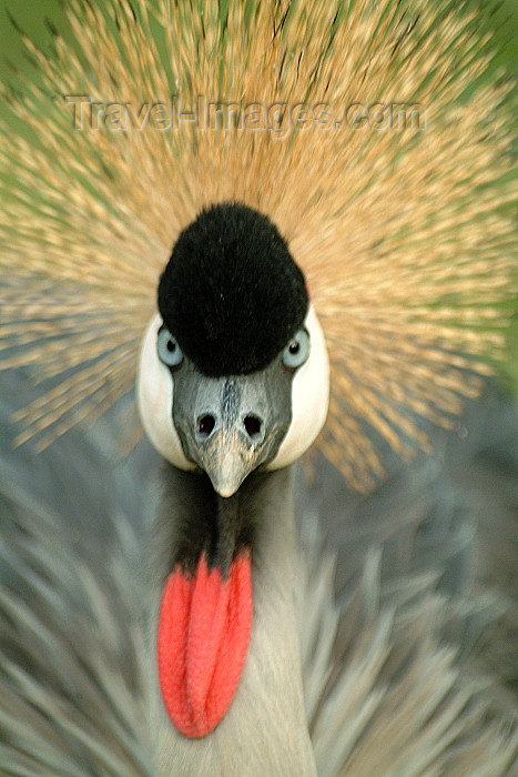 uganda25: Uganda - Ugandan flaf bird - Grey Crowned-Crane - Balearica regulorum - exotic bird (photo by Jordan Banks) - (c) Travel-Images.com - Stock Photography agency - Image Bank