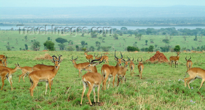 uganda28: Uganda - Impala on the banks of the Nile (photo by Jordan Banks) - (c) Travel-Images.com - Stock Photography agency - Image Bank