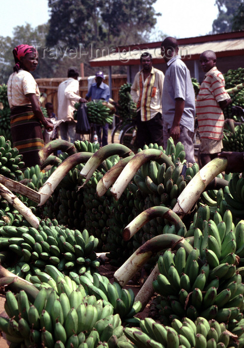 uganda31: Uganda - Fort Portal - bananas at the market - photos of Africa by F.Rigaud - (c) Travel-Images.com - Stock Photography agency - Image Bank