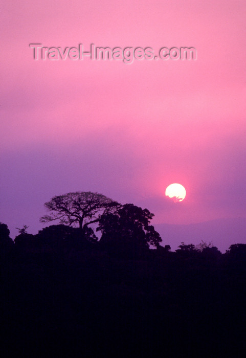 uganda35: Uganda - Fort Portal - sunset - tree silhouette - photos of Africa by F.Rigaud - (c) Travel-Images.com - Stock Photography agency - Image Bank