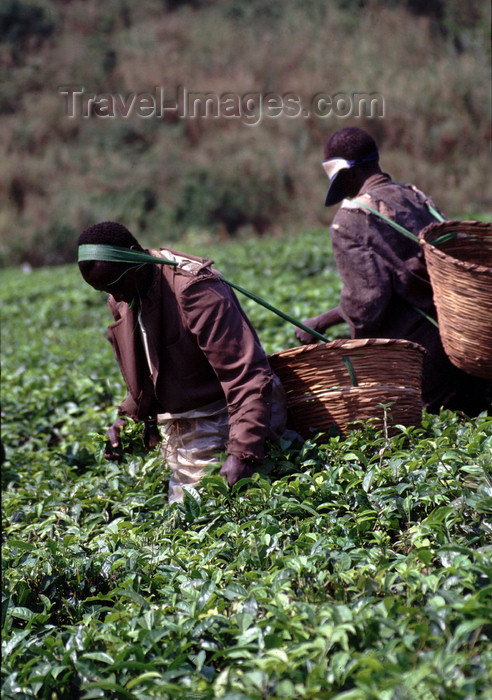 uganda37: Uganda - Fort Portal, Kabarole district - workers at a tea plantation - photos of Africa by F.Rigaud - (c) Travel-Images.com - Stock Photography agency - Image Bank