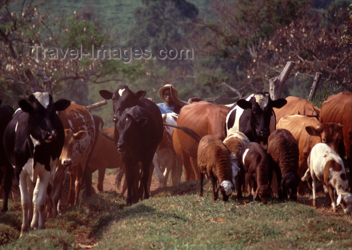 uganda40: Uganda - Kyarusozi - Kyenjojo - cow herd - photos of Africa by F.Rigaud - (c) Travel-Images.com - Stock Photography agency - Image Bank