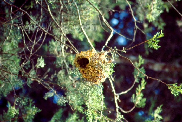 uganda48: Uganda - Uganda: weaver bird's nest - photo by F.Rigaud - (c) Travel-Images.com - Stock Photography agency - Image Bank