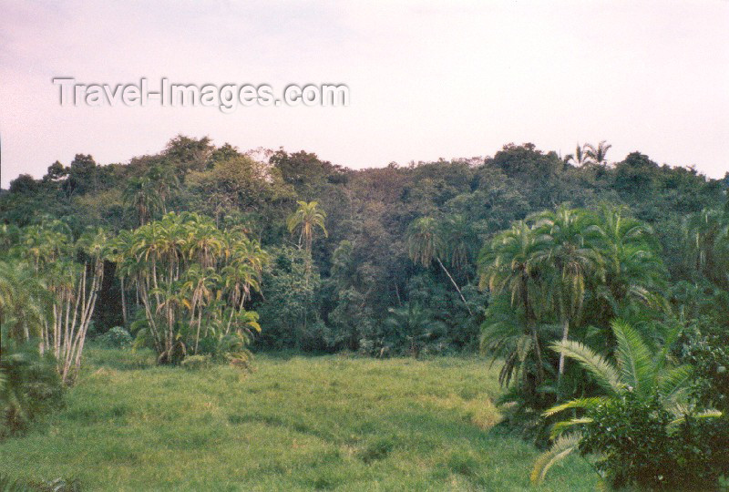 uganda5: Uganda - Kibale forest (photo by Nacho Cabana) - (c) Travel-Images.com - Stock Photography agency - Image Bank