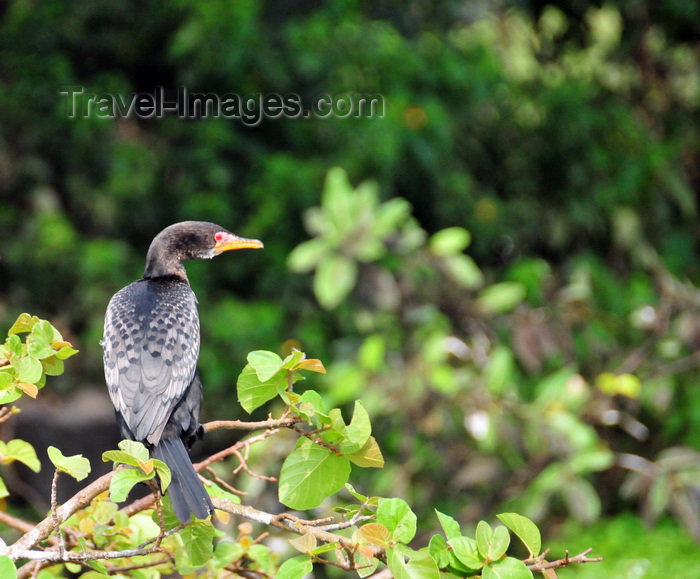 uganda50: Jinja, Uganda: a cormorant perched on a tree branch scans the river Nile for food - photo by M.Torres - (c) Travel-Images.com - Stock Photography agency - Image Bank