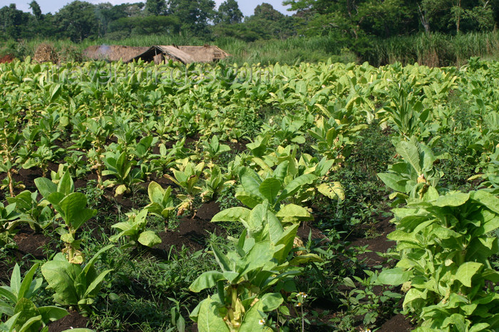 uganda51: Uganda - Masindi District - Budongo Rainforest - tobacco fields next to the forest - photo by E.Andersen - (c) Travel-Images.com - Stock Photography agency - Image Bank