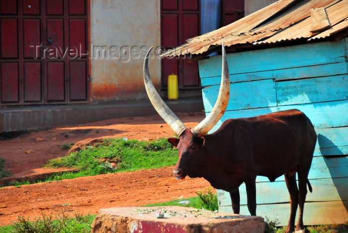 uganda62: Kampala, Uganda: Ankole longhorn cattle, Ankole-Watusi - photo by M.Torres - (c) Travel-Images.com - Stock Photography agency - Image Bank