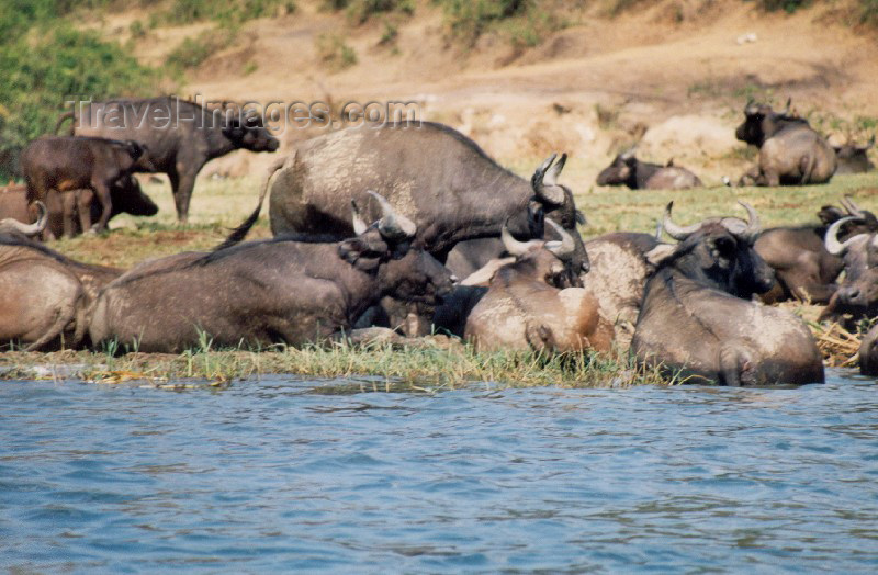 uganda8: Uganda - Queen Elizabeth National park: Kazinga channel - buffaloes bathing (photo by Nacho Cabana) - (c) Travel-Images.com - Stock Photography agency - Image Bank