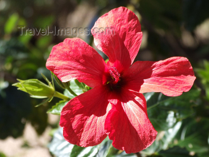 uruguay22: Uruguay - Colonia del Sacramento - Flower - red Hibiscus - photo by M.Bergsma - (c) Travel-Images.com - Stock Photography agency - Image Bank