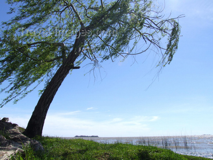 uruguay31: Uruguay - Colonia del Sacramento - The beach - windswept tree - photo by M.Bergsma - (c) Travel-Images.com - Stock Photography agency - Image Bank