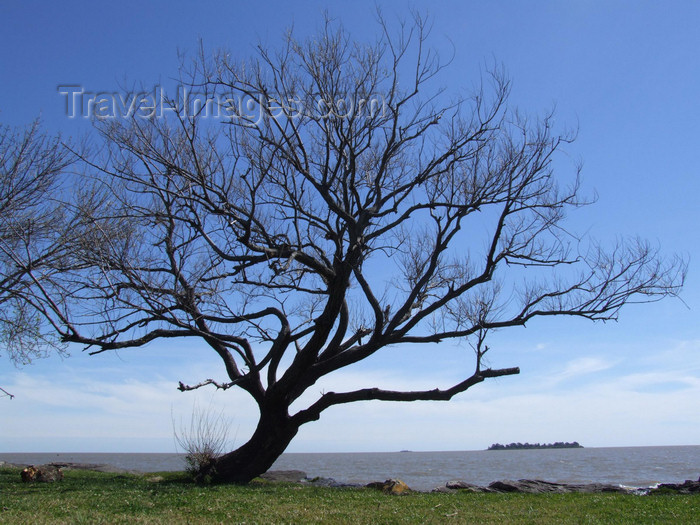 uruguay37: Uruguay - Colonia del Sacramento - Tree on the beach - photo by M.Bergsma - (c) Travel-Images.com - Stock Photography agency - Image Bank