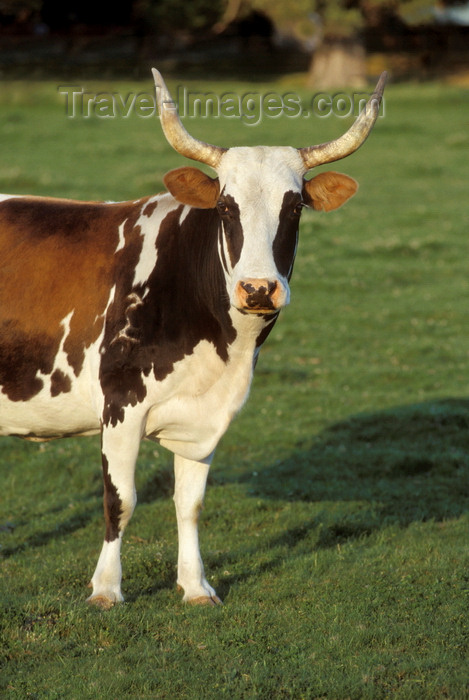 usa1086: Texas, USA: Texas Longhorn with a magnificent rack of horns in a pasture - Texas is nicknamed the 'Longhorn State' - cattle - livestock - photo by C.Lovell - (c) Travel-Images.com - Stock Photography agency - Image Bank