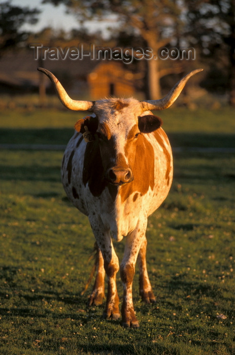 usa1087: Texas, USA: Texas Longhorn with a magnificent rack of horns istaring at the camera - Texas State Large Mammal - livestock - photo by C.Lovell - (c) Travel-Images.com - Stock Photography agency - Image Bank