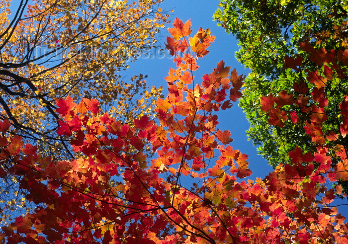 usa1092: Maine, USA: New England trees with autumn colors - Atlantic Coast - photo by C.Lovell - (c) Travel-Images.com - Stock Photography agency - Image Bank