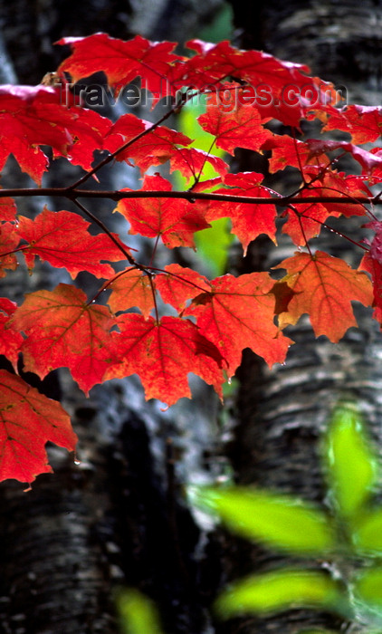 usa1102: Michigan, USA: tree leaves - fall colors in deciduous forest - photo by C.Lovell - (c) Travel-Images.com - Stock Photography agency - Image Bank