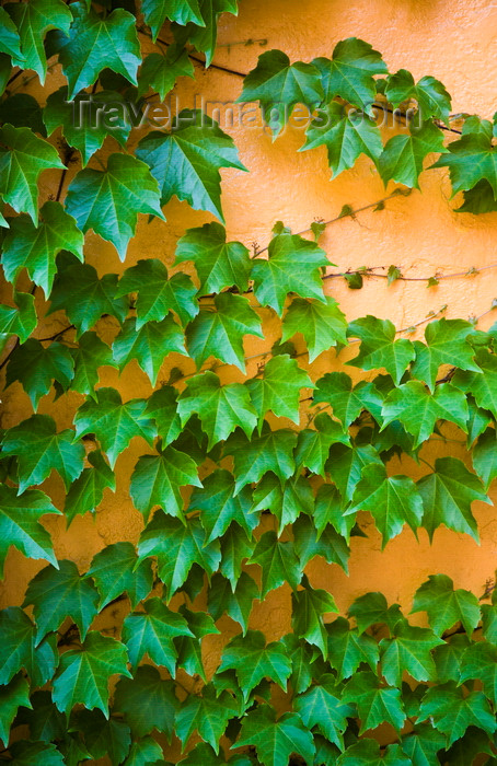 usa1217: Boston, Massachusetts, USA: ivy grows on an orange wall - photo by C.Lovell - (c) Travel-Images.com - Stock Photography agency - Image Bank
