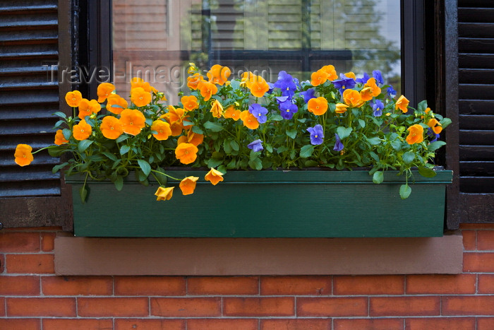usa1219: Boston, Massachusetts, USA: pansies in a window box of a classic brick house on Beacon Hill  - photo by C.Lovell - (c) Travel-Images.com - Stock Photography agency - Image Bank