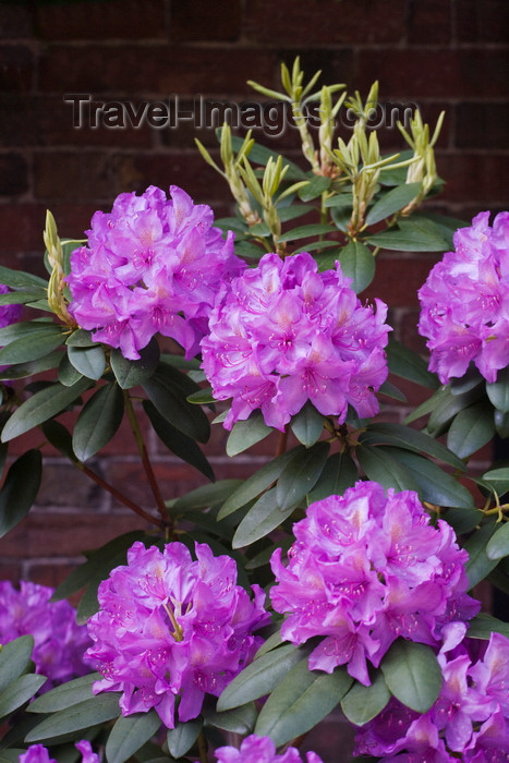 usa1240: Cambridge, Greater Boston, Massachusetts, USA: purple rhododendron in bloom along the side of Memorial Church at Harvard University - photo by C.Lovell - (c) Travel-Images.com - Stock Photography agency - Image Bank