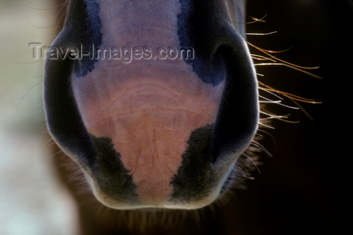 usa1247: Wyoming, USA: close-up of horse's nostrils - photo by C.Lovell - (c) Travel-Images.com - Stock Photography agency - Image Bank