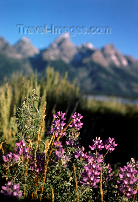 usa1249: Grand Tetons National Park, Wyoming, USA: silvery lupine - Lupinus argenteus - perennial herb - photo by C.Lovell - (c) Travel-Images.com - Stock Photography agency - Image Bank