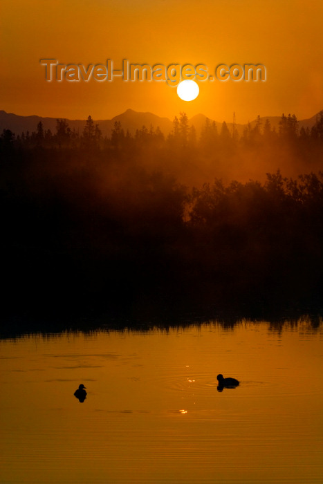 usa1263: Yellowstone National Park, Wyoming, USA: ducks on the Yellowstone River at sunrise - photo by C.Lovell - (c) Travel-Images.com - Stock Photography agency - Image Bank