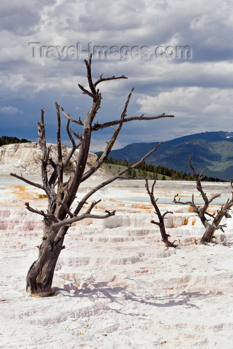 usa1265: Yellowstone National Park, Wyoming USA: Mammoth Hot Spring Terraces - photo by C.Lovell  - (c) Travel-Images.com - Stock Photography agency - Image Bank