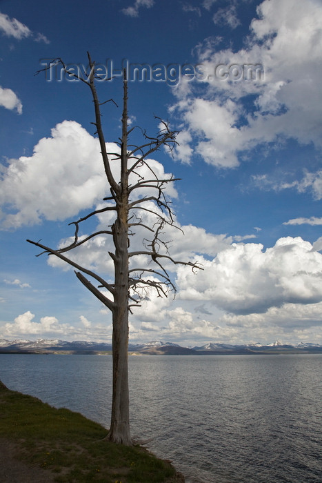 usa1269: Yellowstone National Park, Wyoming USA: cumulus clouds form above Yellowstone Lake - dead tree - photo by C.Lovell  - (c) Travel-Images.com - Stock Photography agency - Image Bank