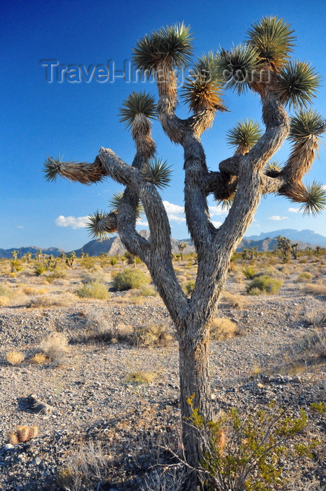 usa127: Death Valley National Park, California, USA: Joshua tree / Yucca palm, Yucca brevifolia - Mojave desert landscape - photo by M.Torres - (c) Travel-Images.com - Stock Photography agency - Image Bank