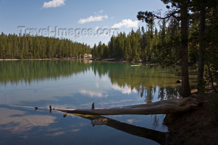 usa1272: Yellowstone National Park, Wyoming, USA: a lodge pole pine forest is reflected in a small lake - photo by C.Lovell - (c) Travel-Images.com - Stock Photography agency - Image Bank