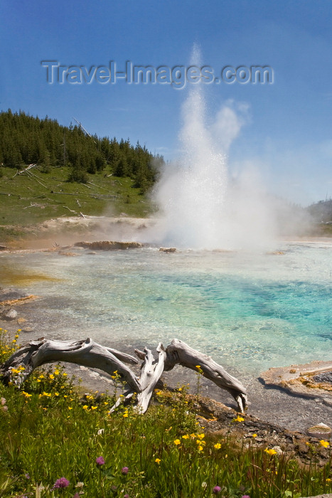 usa1289: Yellowstone National Park, Wyoming, USA: Imperial Geyser erupts into a small pool in the Lower Imperial Basin - photo by C.Lovell - (c) Travel-Images.com - Stock Photography agency - Image Bank