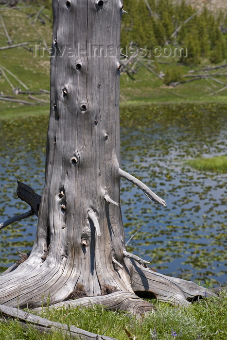 usa1290: Yellowstone National Park, Wyoming, USA: a silver colored dead tree and a lily pond in the Imperial Basin - photo by C.Lovell - (c) Travel-Images.com - Stock Photography agency - Image Bank