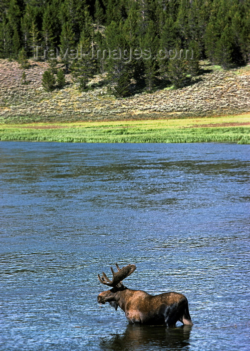 usa1297: Yellowstone National Park, Wyoming, USA: bull Moose in the water - Unesco world heritage site - photo by C.Lovell - (c) Travel-Images.com - Stock Photography agency - Image Bank