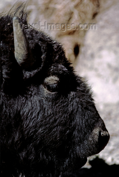 usa1298: Yellowstone National Park, Wyoming, USA: Buffalo - head close up - photo by C.Lovell - (c) Travel-Images.com - Stock Photography agency - Image Bank