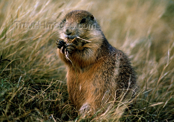 usa1299: Devil's Tower, Wyoming, USA: Black-tailed Prairie Dog eating - Cynomys ludovicianus - photo by C.Lovell - (c) Travel-Images.com - Stock Photography agency - Image Bank